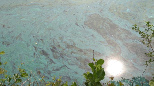Blaualgen an der Wasseroberflche