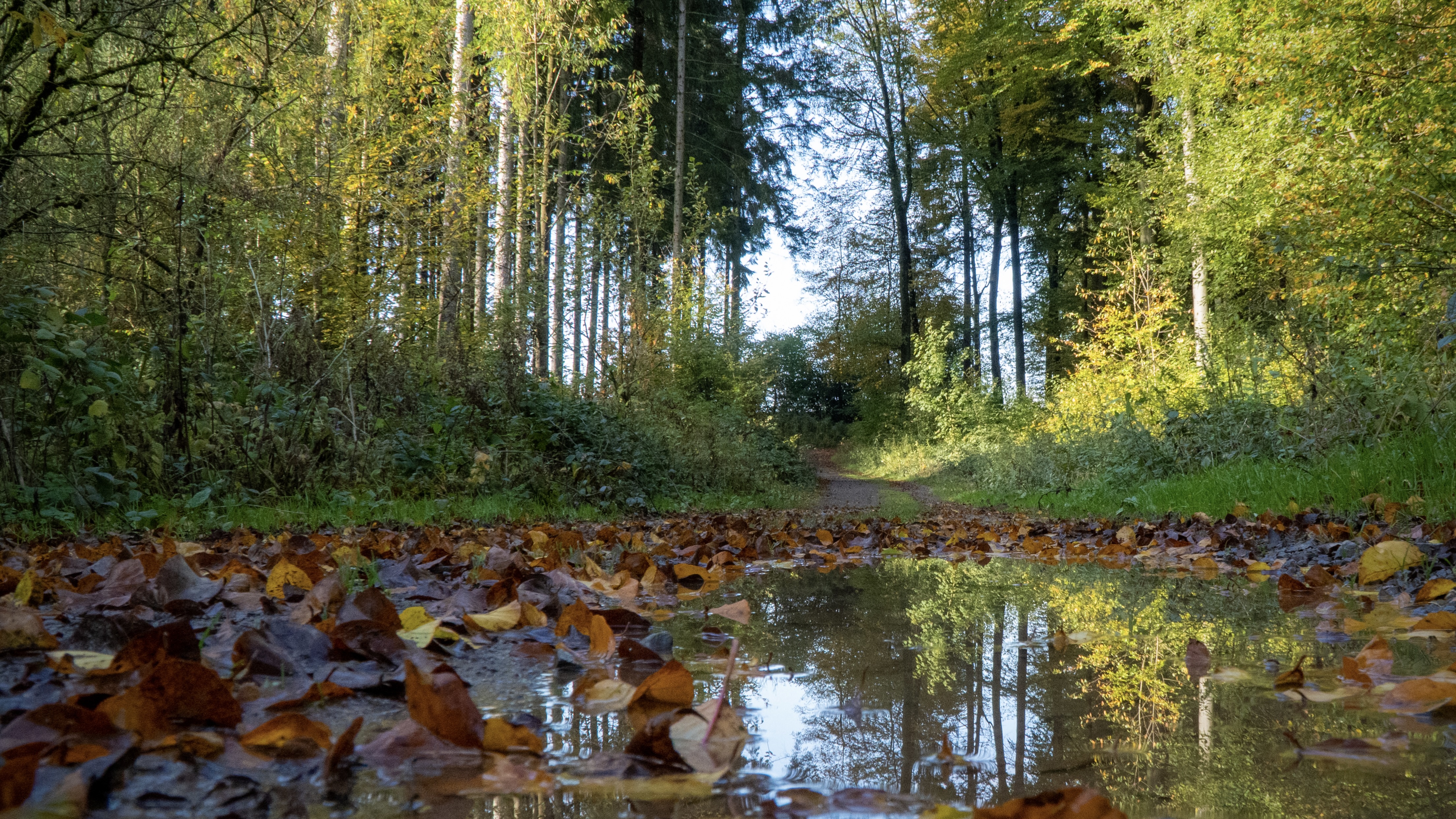 Bäume mit Regenpfütze Bäume mit Regenpfütze